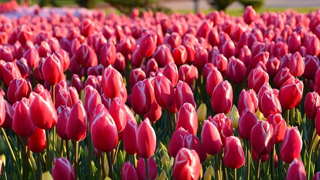 The Best Flower Events to Visit in Europe This Spring